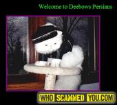 Scam - DeeBows Persian Cattery